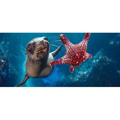 Traité sur la protection de la biodiversité en haute mer (BBNJ - Biodiversity Beyond National Jurisdiction)