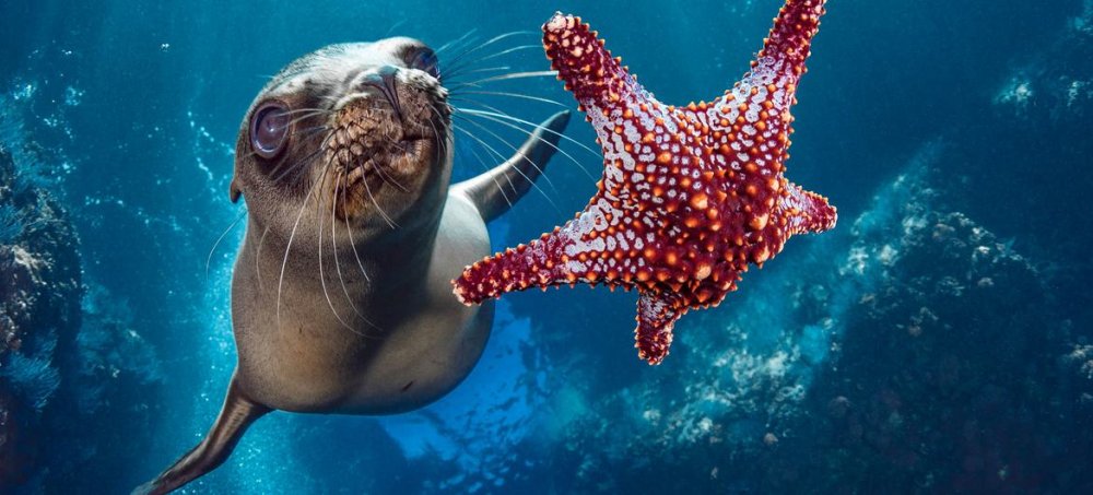 Traité sur la protection de la biodiversité en haute mer (BBNJ - (Biodiversity Beyond National Jurisdiction